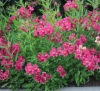 Picture of Alstroemeria 'Purple Rain'