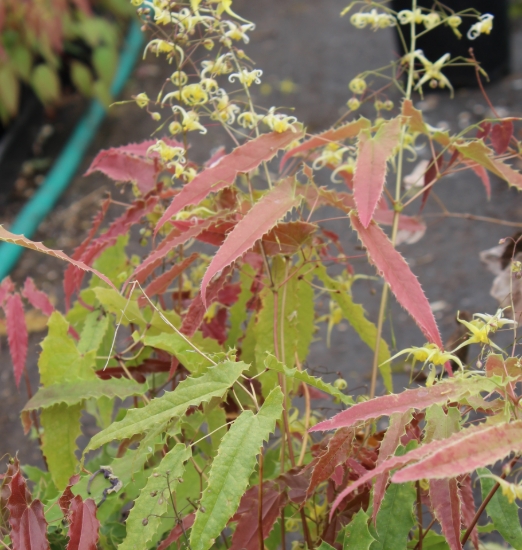 Picture of Epimedium sp. nov. 'Tarantula'