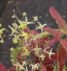 Picture of Epimedium sp. nov. 'Tarantula'