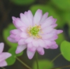 Picture of Anemonella thalictroides 'Kikuzaki Pink'