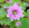 Picture of Anemonella thalictroides 'Kikuzaki Pink'