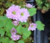 Picture of Anemonella thalictroides 'Kikuzaki Pink'