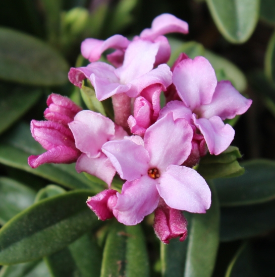 Picture of Daphne x napolitana 'Meon'