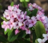 Picture of Daphne x 'Rosy Wave'
