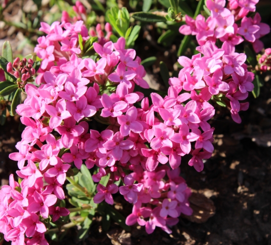 Picture of Daphne juliae