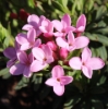 Picture of Daphne cneorum 'Pygmaea'