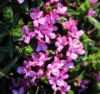 Picture of Daphne cneorum f. verlotii x arbuscula