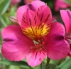 Picture of Alstroemeria 'Adonis'