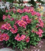 Picture of Alstroemeria 'Adonis'