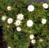 Picture of Anemone nemorosa 'Bracteata Pleniflora'