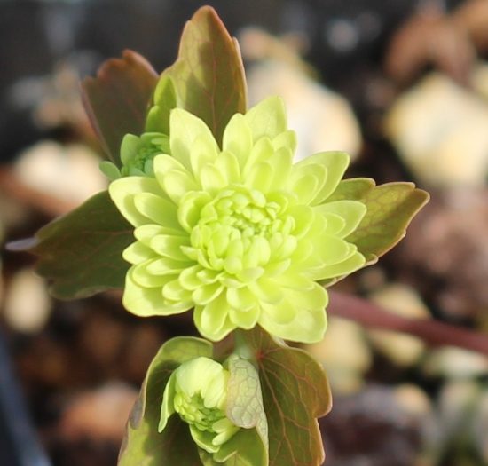 Picture of Anemonella thalictroides 'Betty Blake'