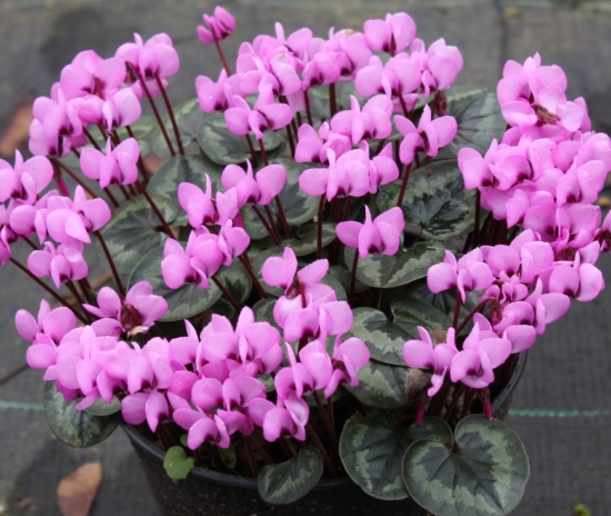 Picture of Cyclamen coum