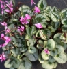 Picture of Cyclamen purpurascens "Christmas Tree"