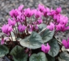Picture of Cyclamen purpurascens ex. Lake Garda
