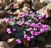 Picture of Cyclamen coum Pewter Group