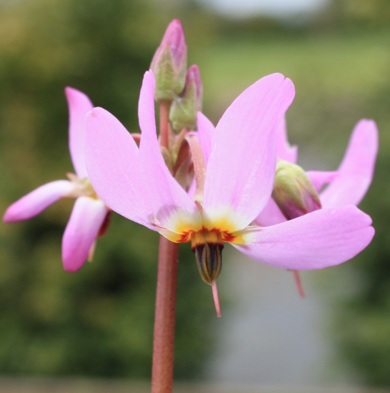 Picture of Dodecatheon alpinum