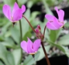 Picture of Dodecatheon alpinum