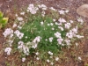 Picture of Erodium absinthoides var. amanum