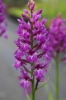 Picture of Dactylorhiza fuchsii hybrid "Leopard Spots"