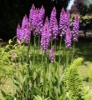 Picture of Dactylorhiza x grandis