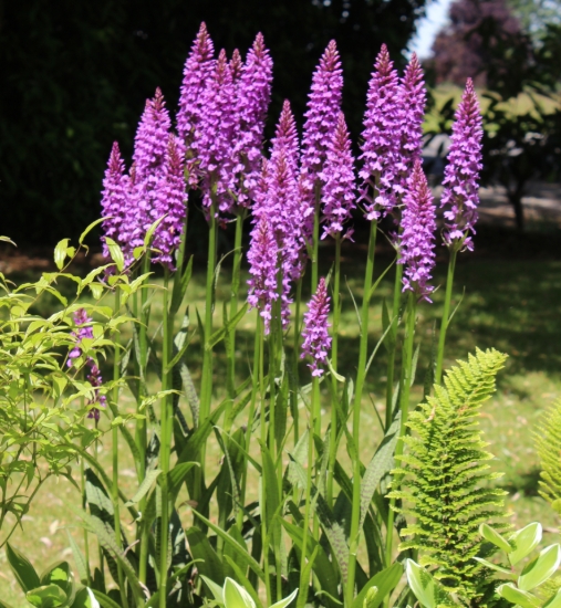 Picture of Dactylorhiza x grandis