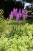 Picture of Dactylorhiza x grandis