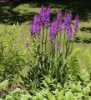 Picture of Dactylorhiza x grandis