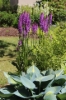 Picture of Dactylorhiza x grandis