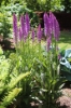 Picture of Dactylorhiza x grandis
