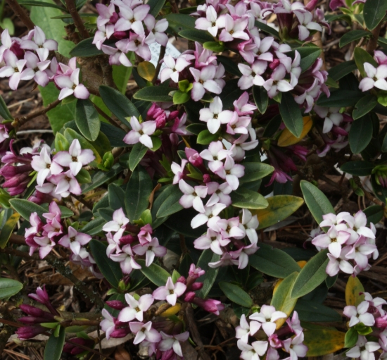 Picture of Daphne tangutica