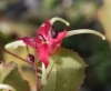 Picture of Epimedium 'Flame Thrower'