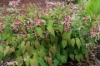 Picture of Epimedium 'Flame Thrower'