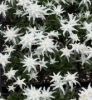 Picture of Leontopodium 'Mt. Everest'