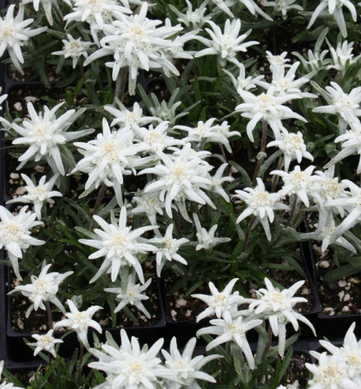 Picture of Leontopodium 'Mt. Everest'