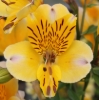 Picture of Alstroemeria 'Yellow Friendship'