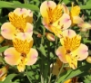 Picture of Alstroemeria 'Yellow Friendship'