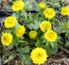 Picture of Ranunculus montanus 'Miss Austria'