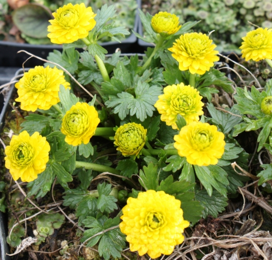 Picture of Ranunculus montanus 'Miss Austria'