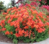 Picture of Alstroemeria 'Moulin Rouge'