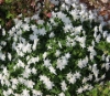 Picture of Anemone nemorosa 'Alba Plena'