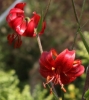 Picture of Lilium davidii 'Berry Red' BR med-lg.