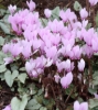 Picture of Cyclamen hederifolium Silver Leafed Group