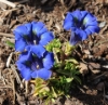 Picture of Gentiana acaulis Hybrid 'Hohenstein'