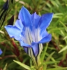 Picture of Gentiana ternifolia 'Dali'