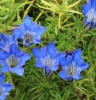 Picture of Gentiana ternifolia 'Dali'
