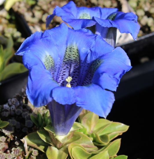 Picture of Gentiana acaulis Hybrid 'Vierlanden'