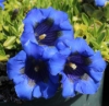 Picture of Gentiana acaulis Hybrid 'Vierlanden'