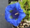 Picture of Gentiana acaulis Hybrid 'Vierlanden'