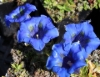 Picture of Gentiana acaulis Hybrid 'Vierlanden'
