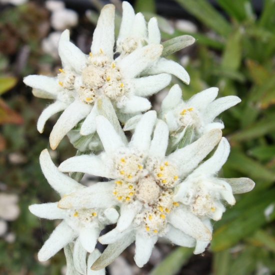 Picture of Leontopodium ochroleucum